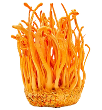 Cordyceps