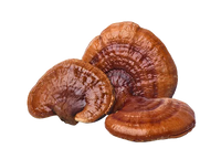 Reishi