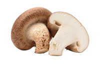 Shiitake
