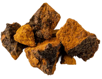 Chaga