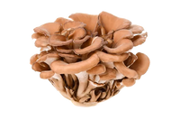 Maitake