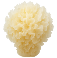 Tremella